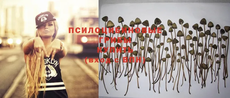 Галлюциногенные грибы Magic Shrooms  Апшеронск 